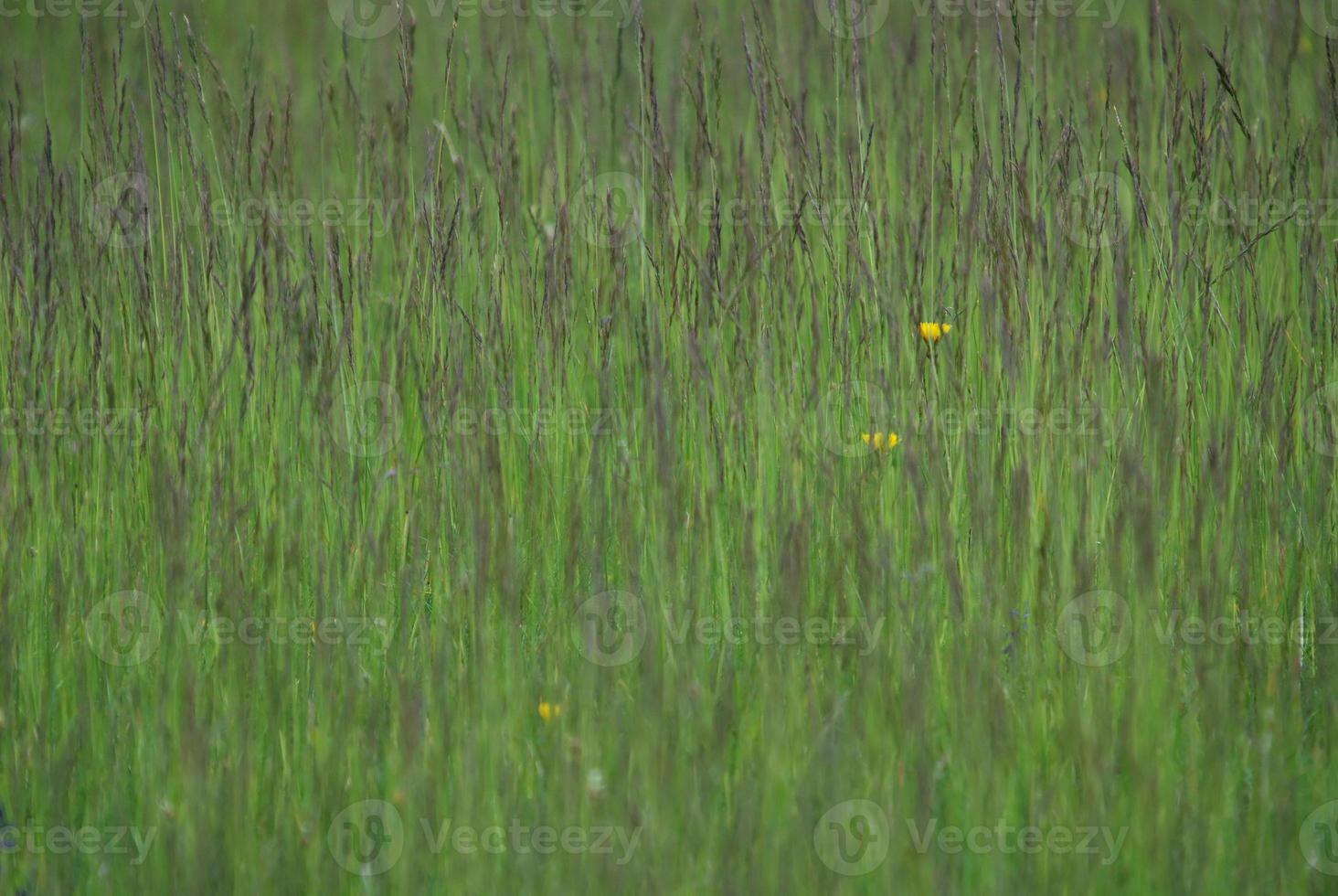 green grass texture photo