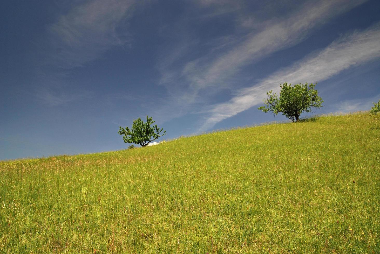 tree on meadow at sunny day photo