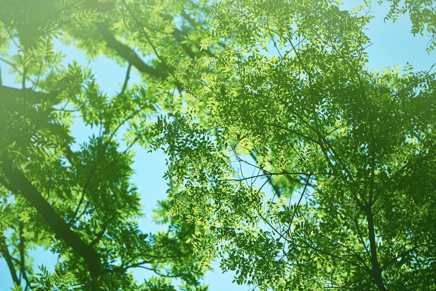 green tree brances photo