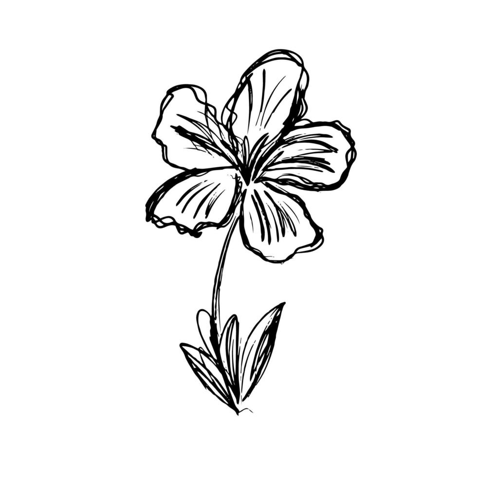 Pencil drawing of a flower. Graphics. The image is suitable for logo, advertising. vector