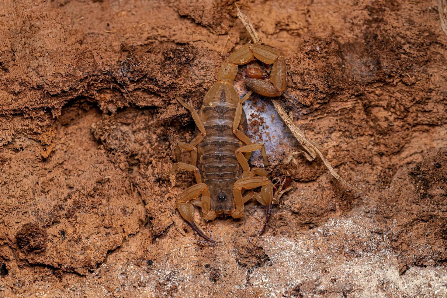 Adult Female Brazilian Yellow Scorpion photo