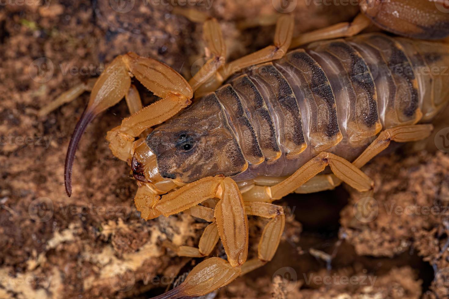 Adult Female Brazilian Yellow Scorpion photo