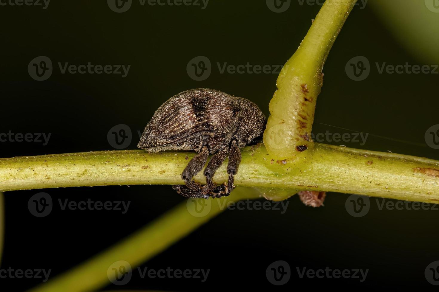 Adult True Weevil photo