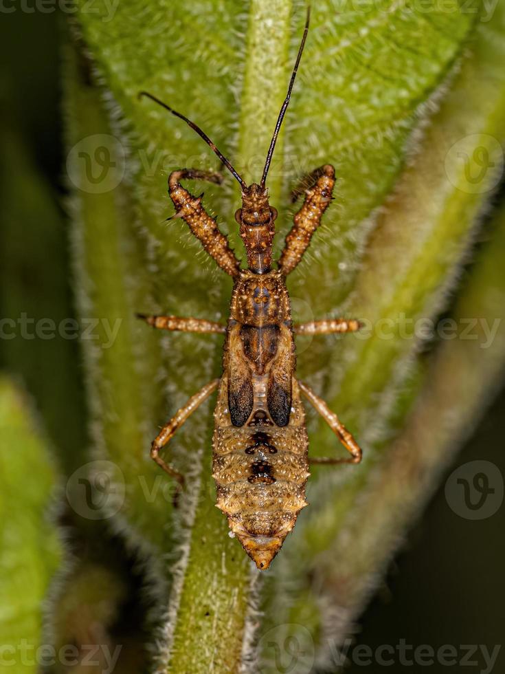 Assassin Bug Nymph photo