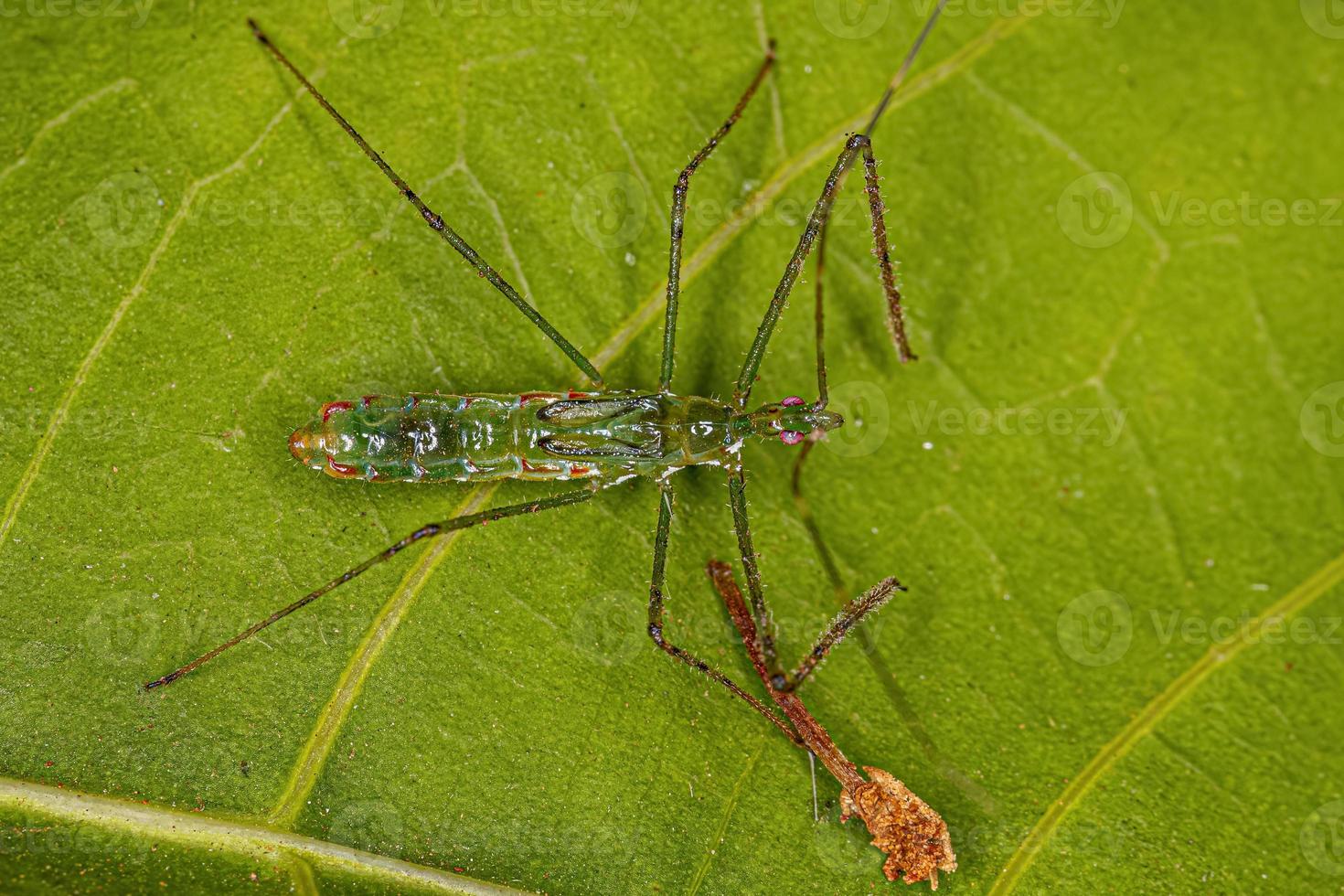 Assassin Bug Nymph photo