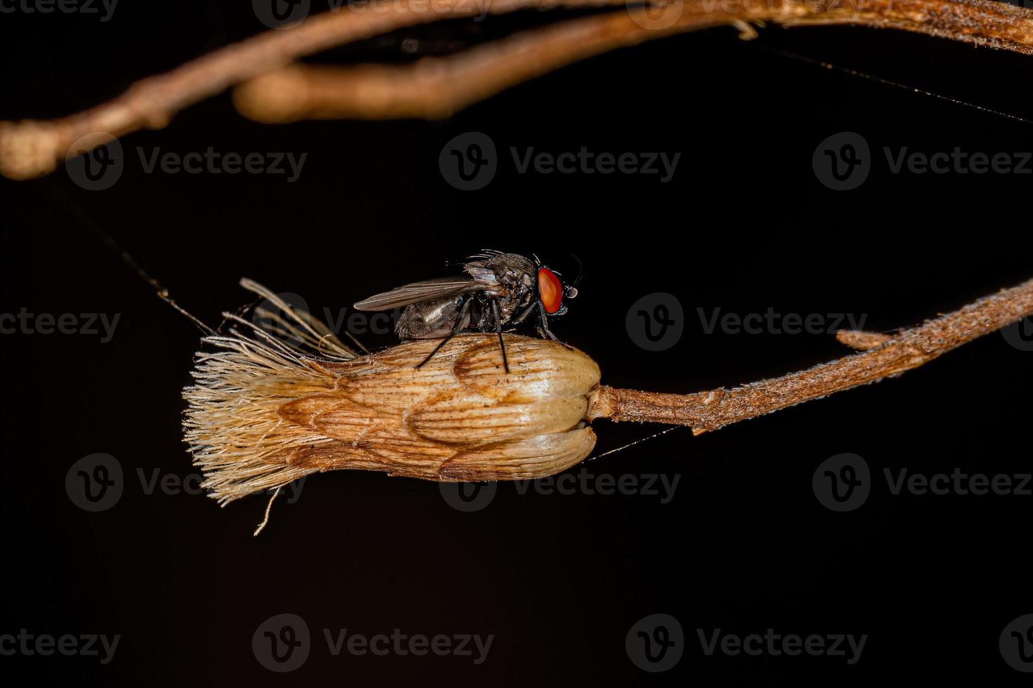 mosca brachyceran adulta foto