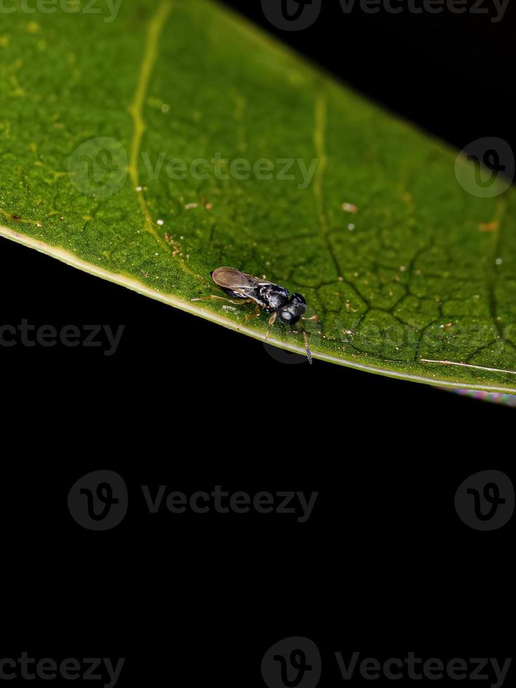 Small adult wasp photo