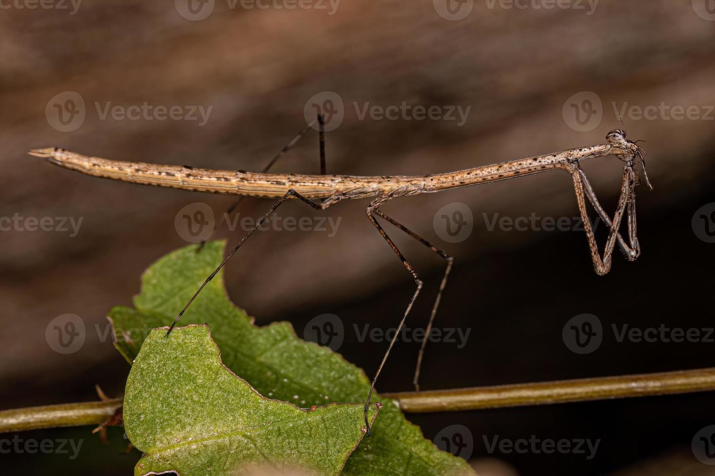 Adult Thespid Mantis photo