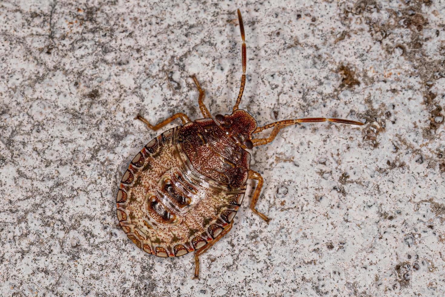 Stink bug Nymph photo