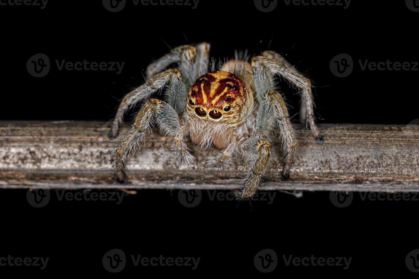 Adult Female Jumping Spider photo