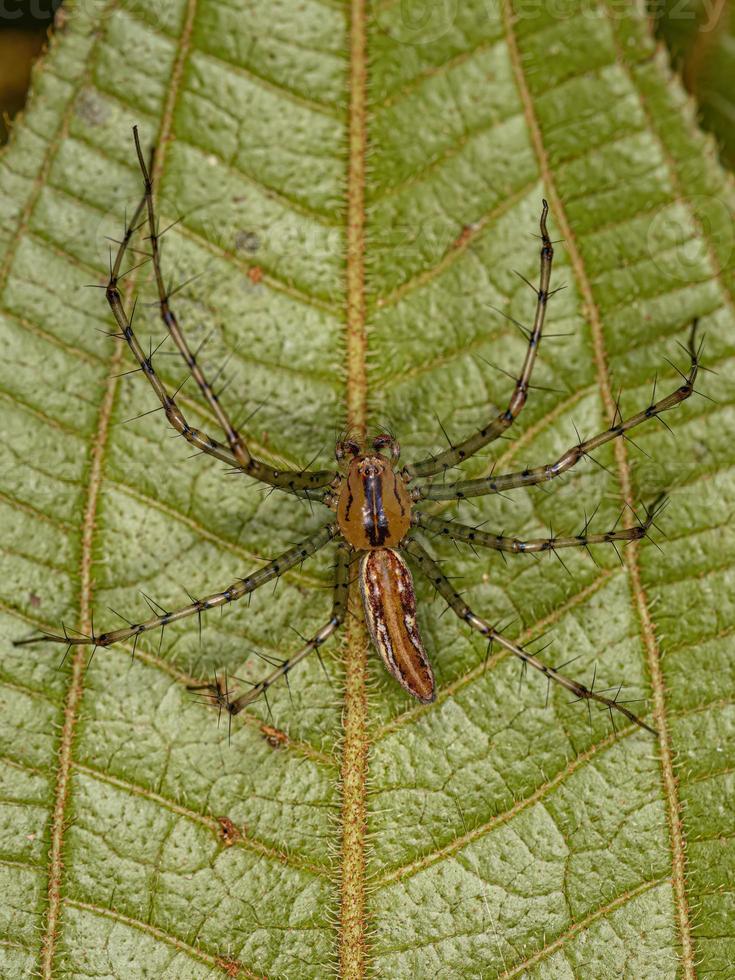 Adult Male Lynx Spider photo