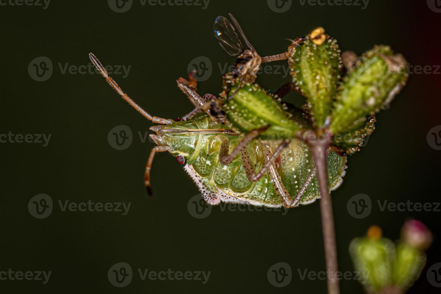 Adult Stink Bug photo