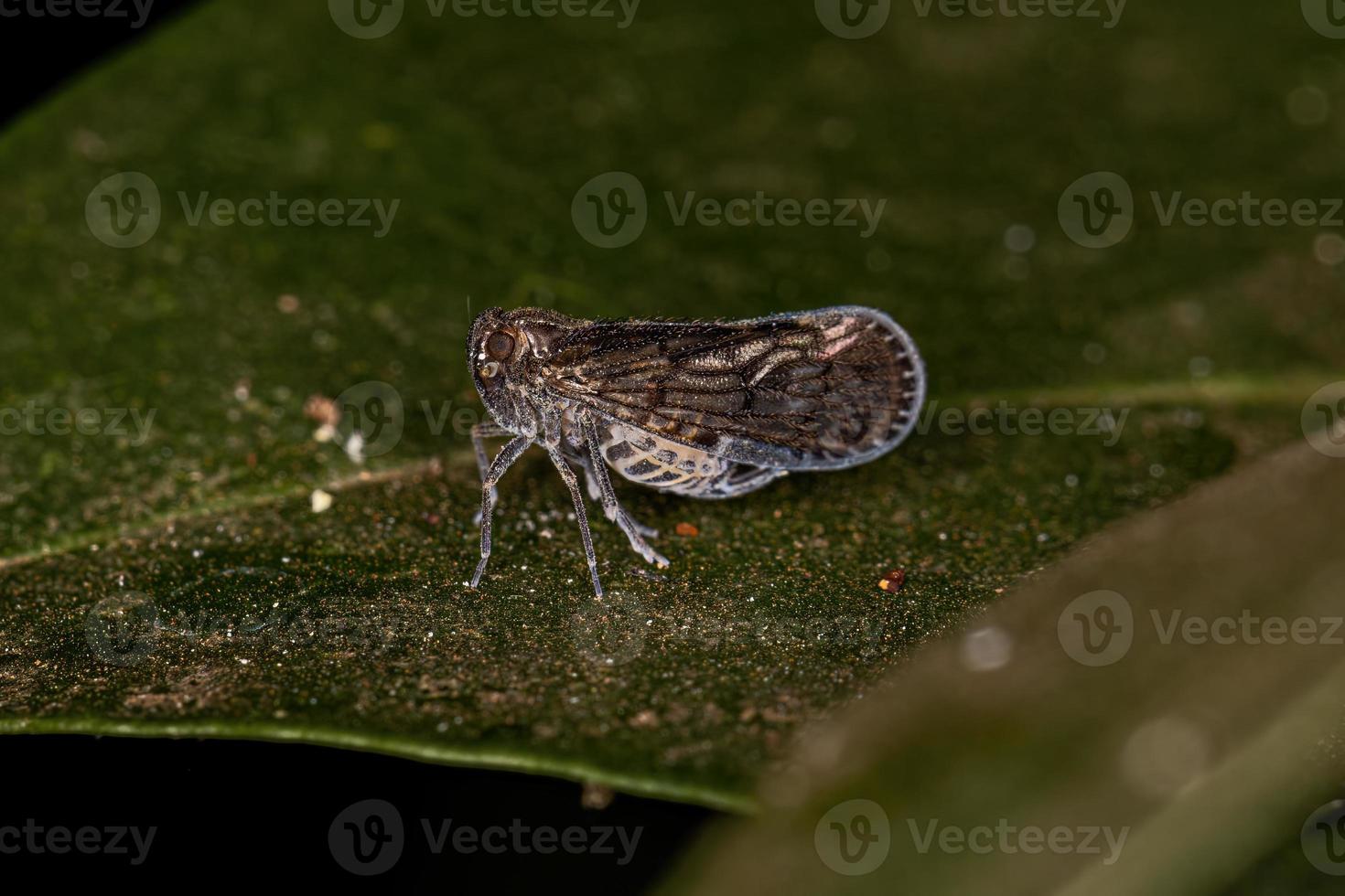 Adult Small Planthopper Insect photo