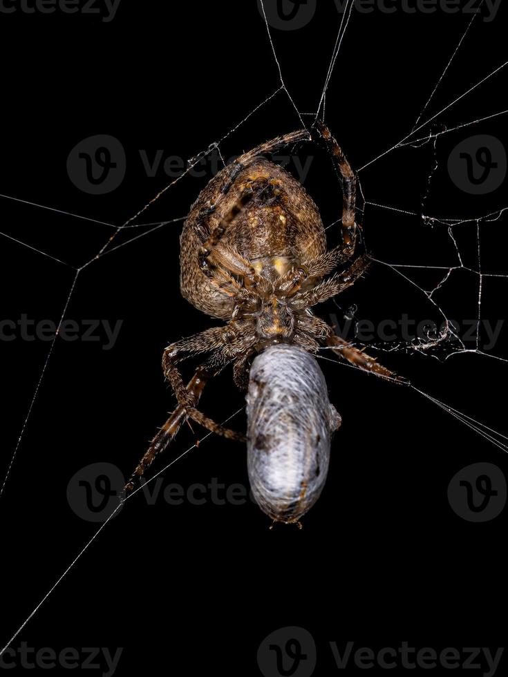 Female Adult Typical Orbweaver photo