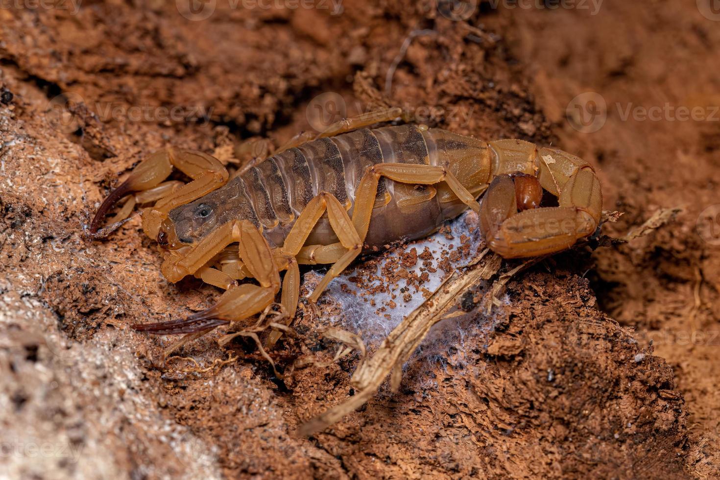 Adult Female Brazilian Yellow Scorpion photo