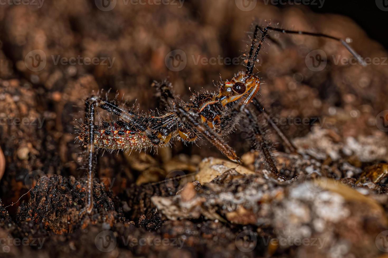 Assassin Bug Nymph photo