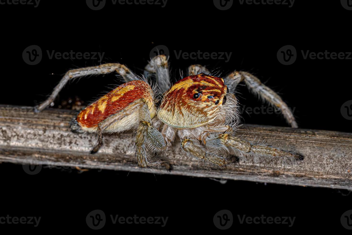 Adult Female Jumping Spider photo