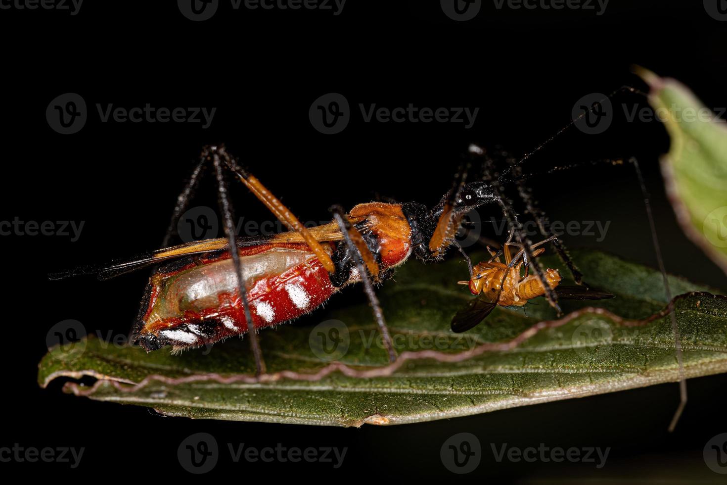Adult Assassin Bug photo