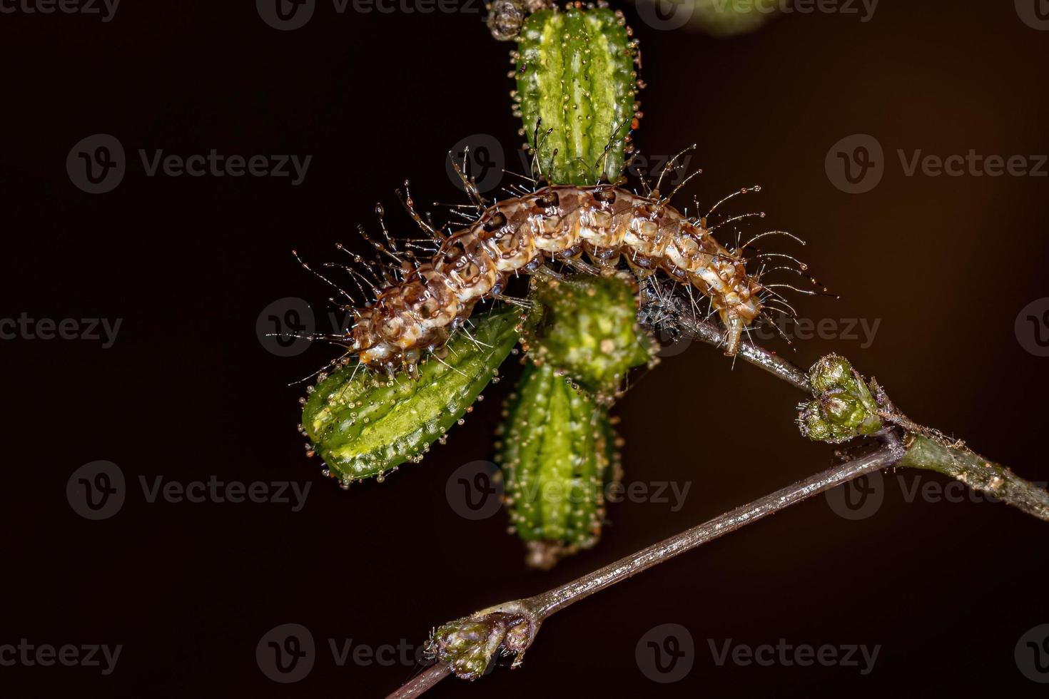 pequeña oruga de la polilla del penacho foto