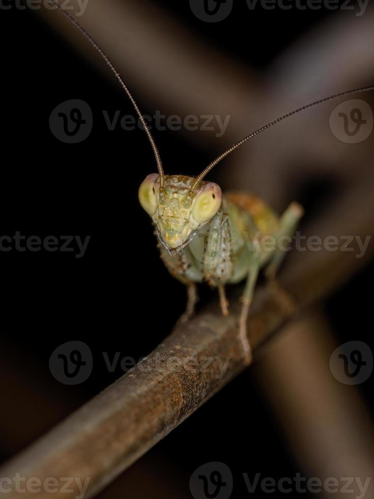 ninfa mantis acontístida foto