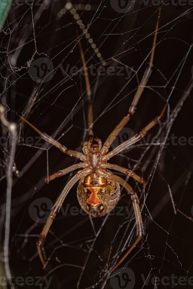 Female Adult Brown Widow Spider photo