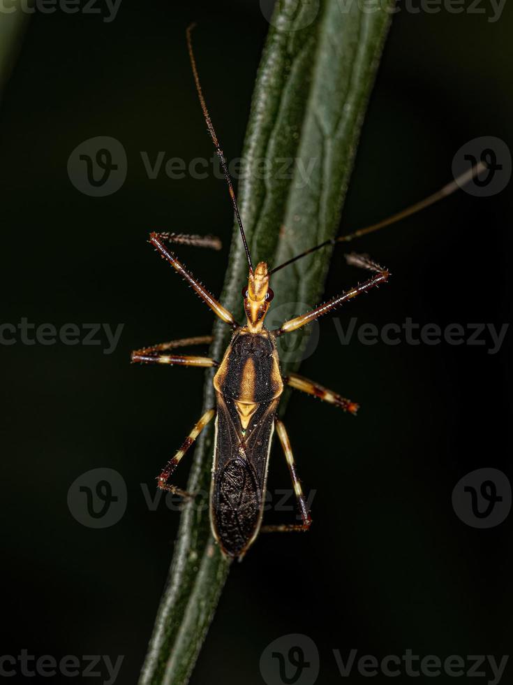 Adult Assassin Bug photo