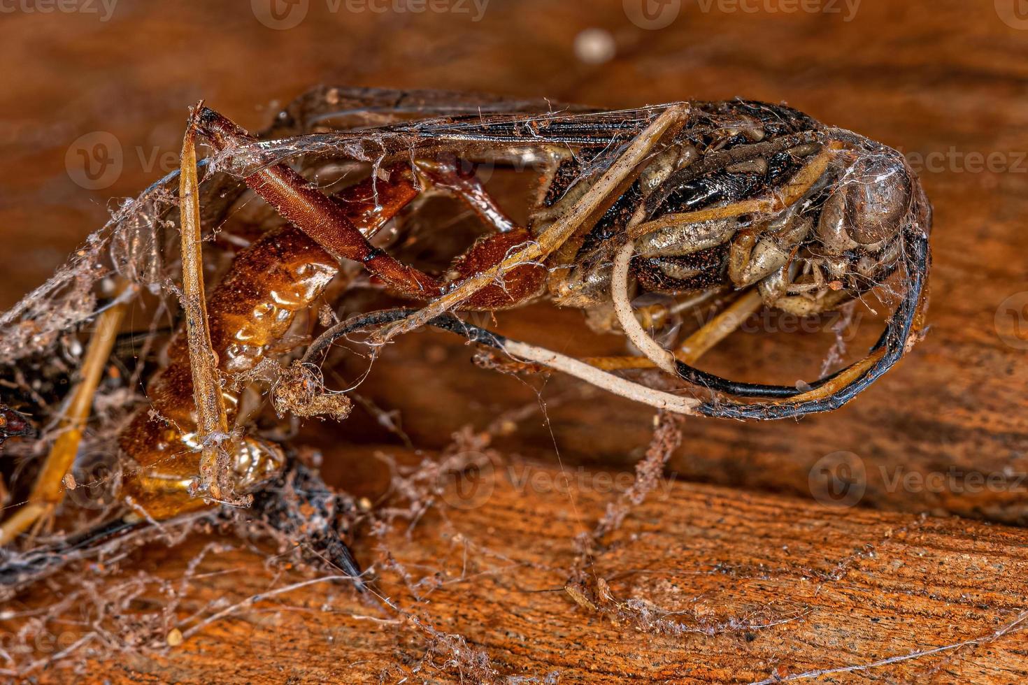 Dead Adult Ichneumonid Wasp photo