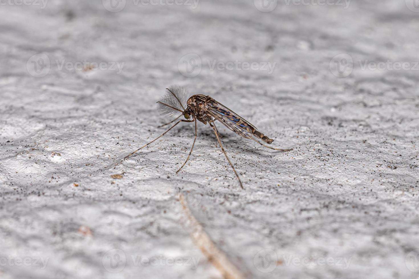 Adult Non-biting Midge photo