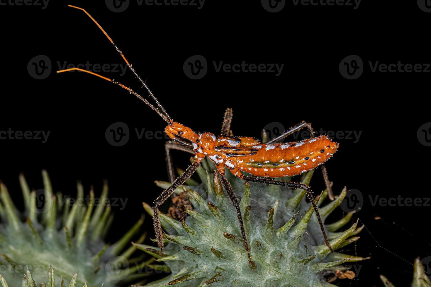 Assassin Bug Nymph photo