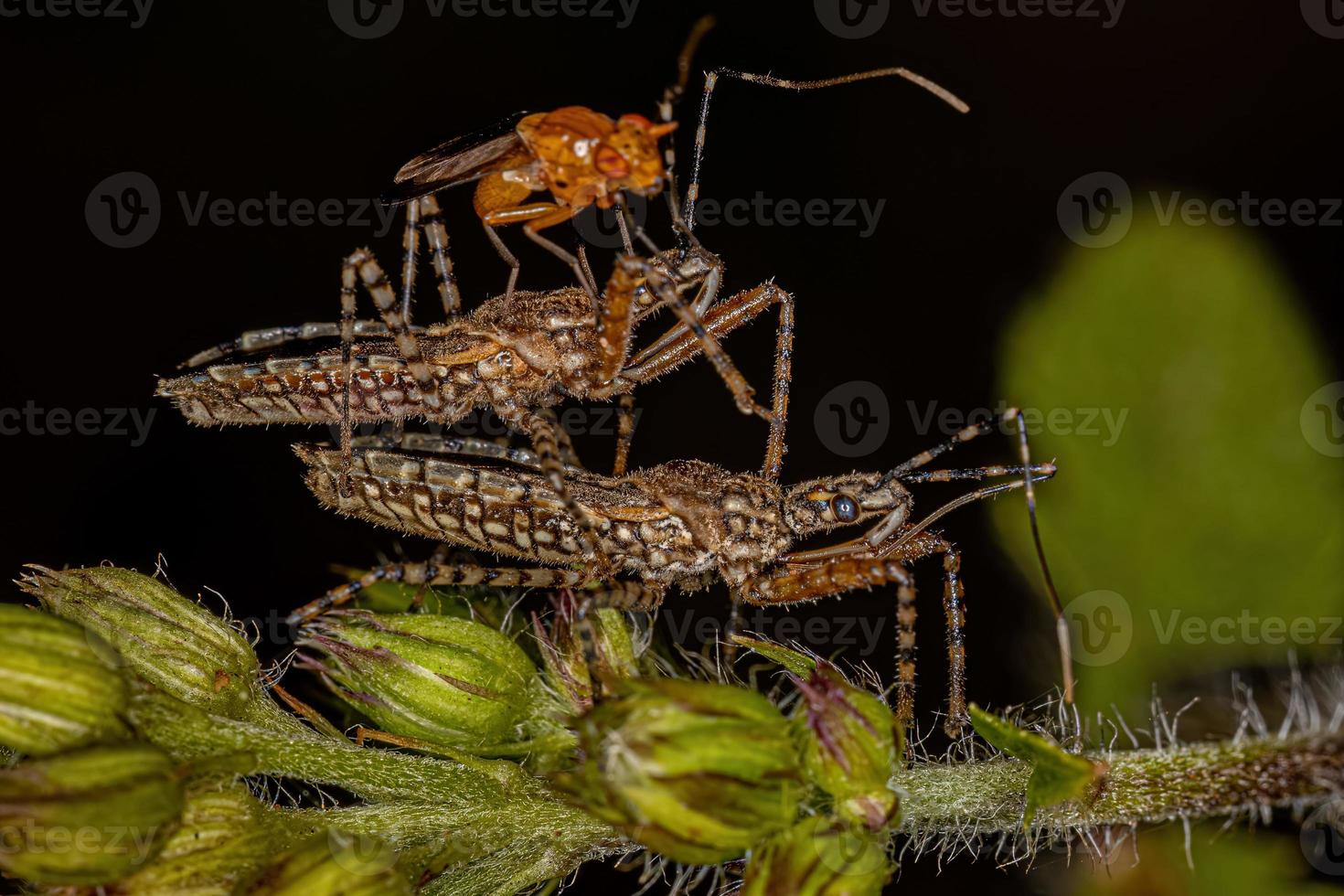Adult Assassin Bugs photo
