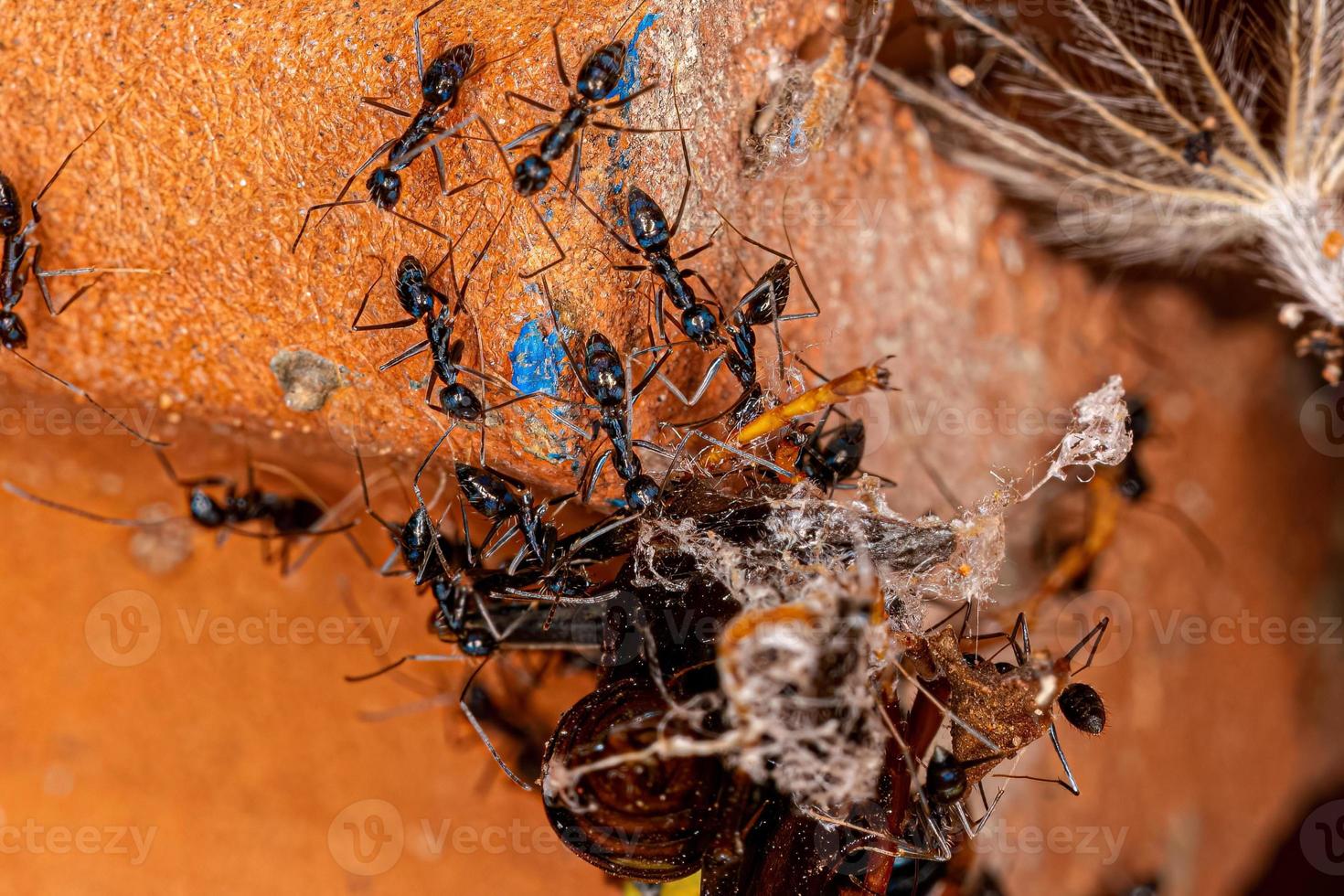 Longhorn Crazy Ants preying on a Variegated Paper Wasp photo