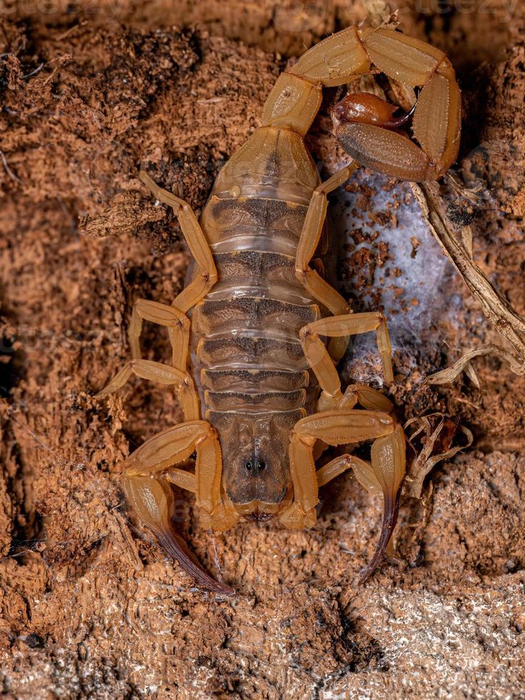 Adult Female Brazilian Yellow Scorpion photo