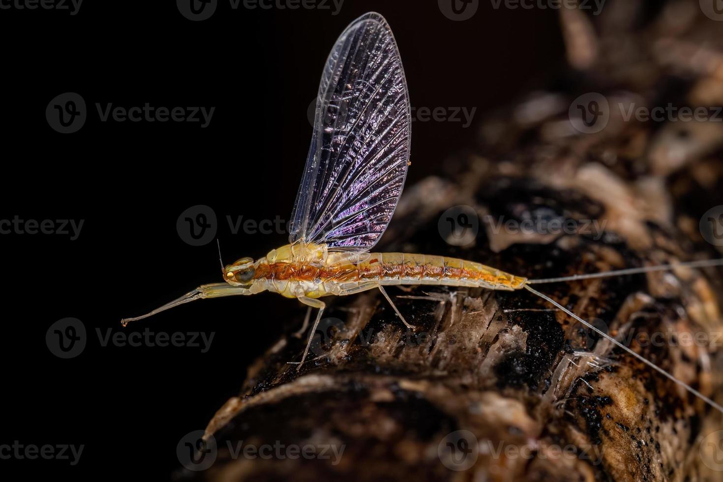 Adult Female Mayfly Insect photo