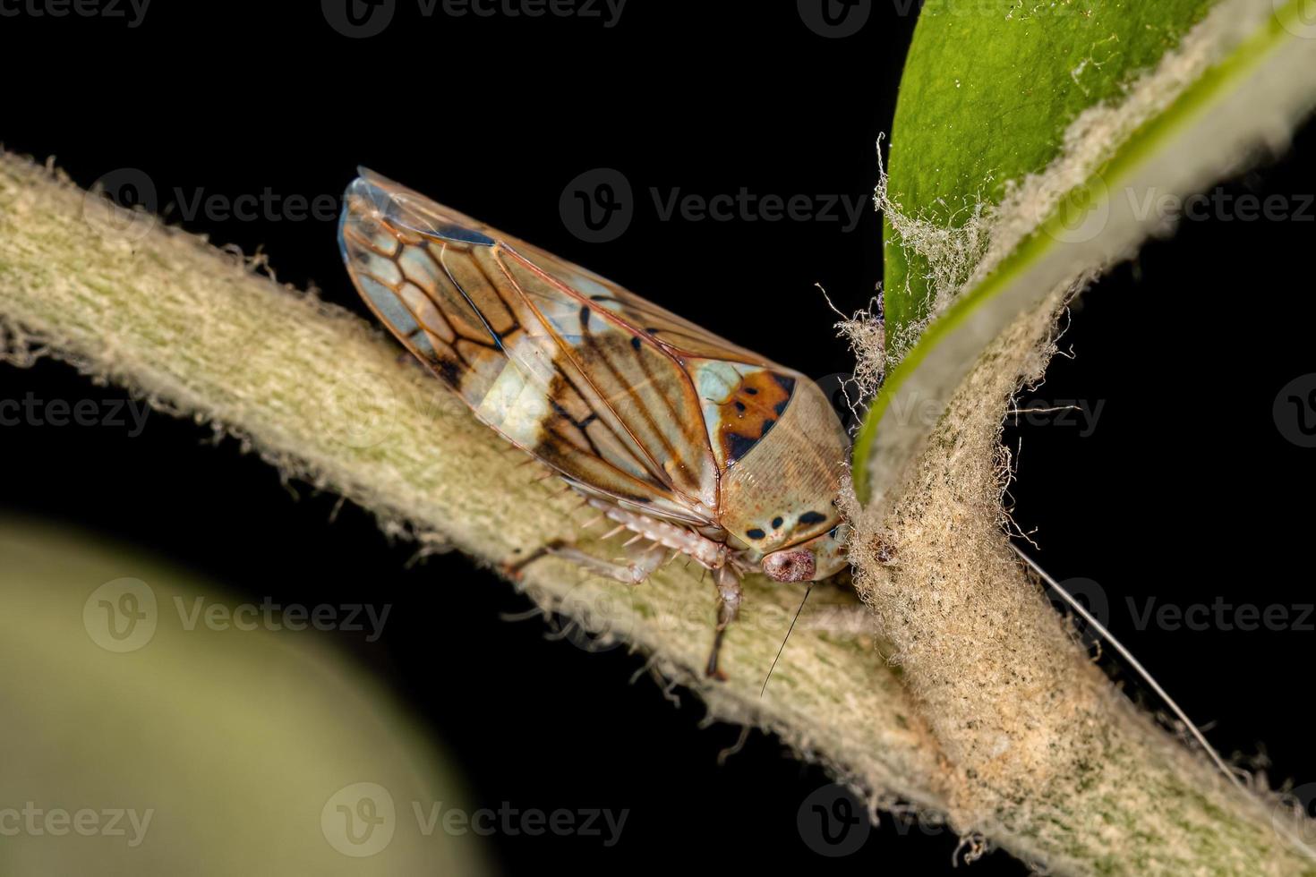 Small Typical Leafhopper photo