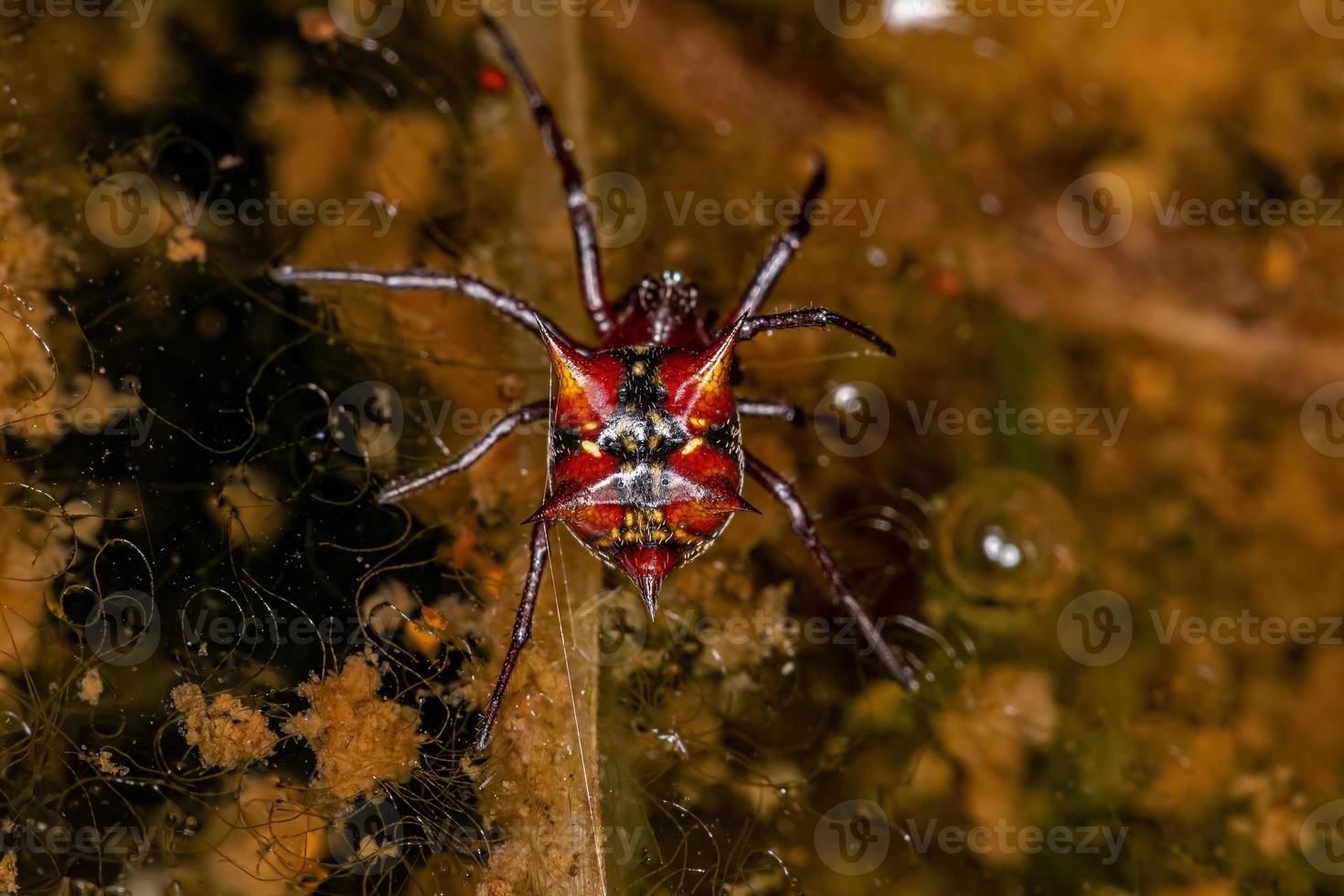 Adult Female Orbweaver photo