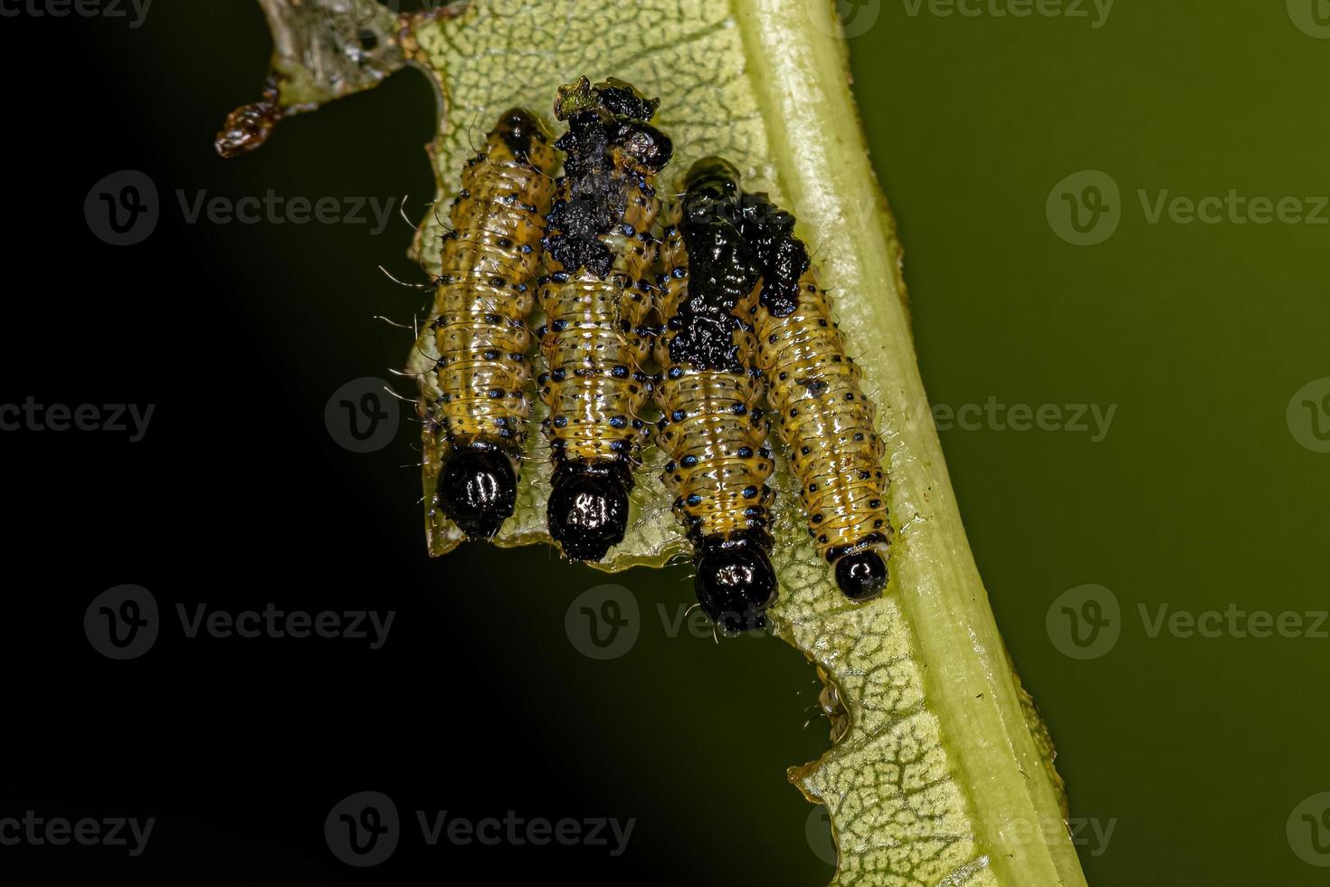 Leaf Beetle Larvae 11627561 Stock Photo at Vecteezy Leaf Beetle Larvae 11627561 Stock Photo at Vecteezy