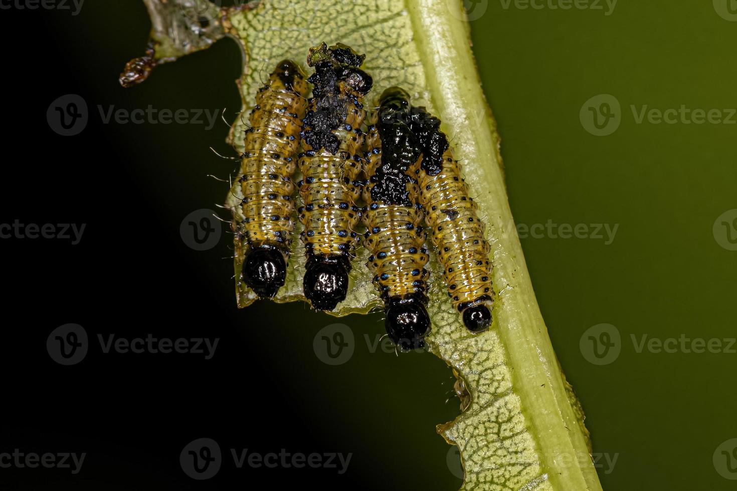 Leaf Beetle Larvae photo