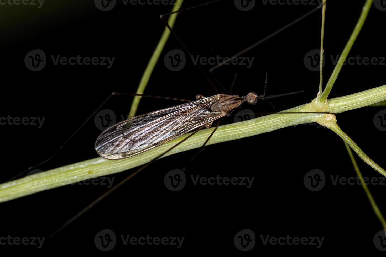 mosca grulla limonide adulta foto