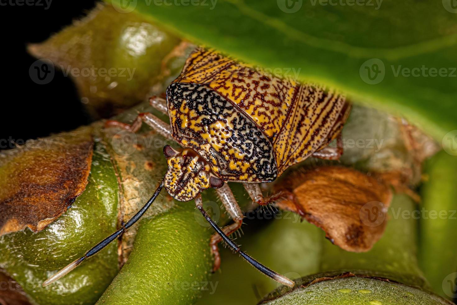 Adult Stink bug photo