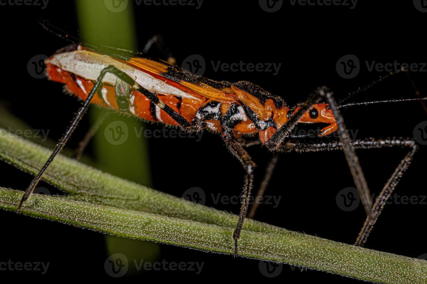 Adult Assassin Bug photo