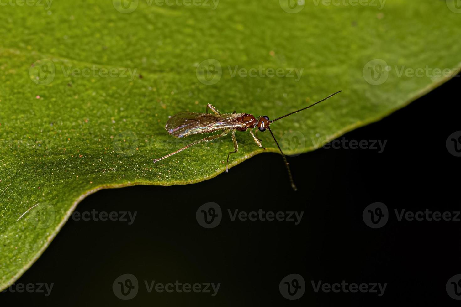 Adult Braconid Wasp photo