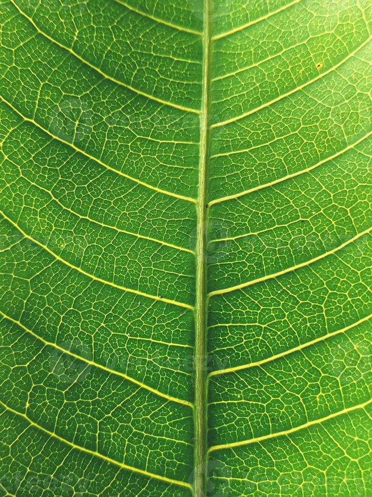 leaf texture with a unique pattern photo