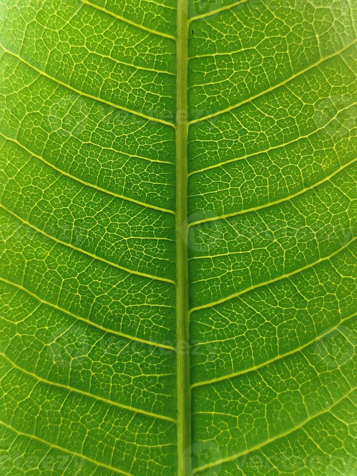 leaf texture with a unique pattern photo