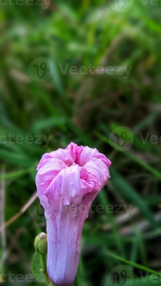 beautiful flowers in the garden photo