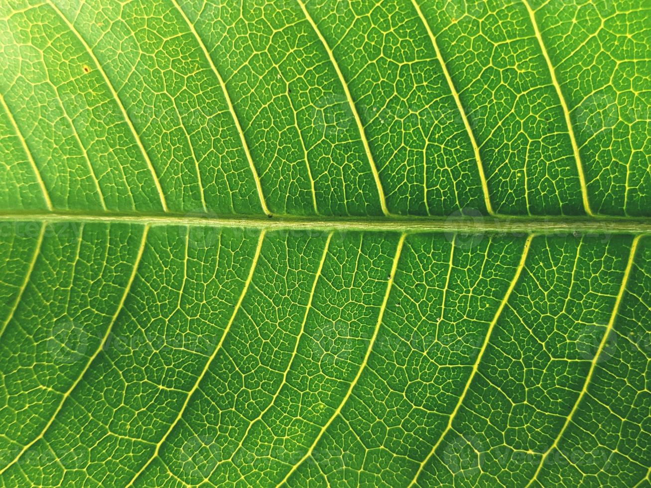 leaf texture with a unique pattern photo