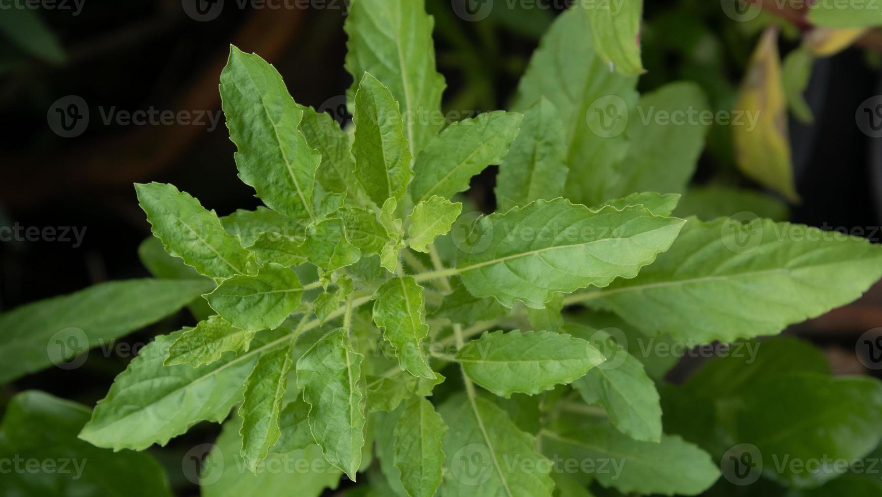 albahaca sagrada, albahaca sagrada o albahaca tulsi floreciendo en el jardín foto