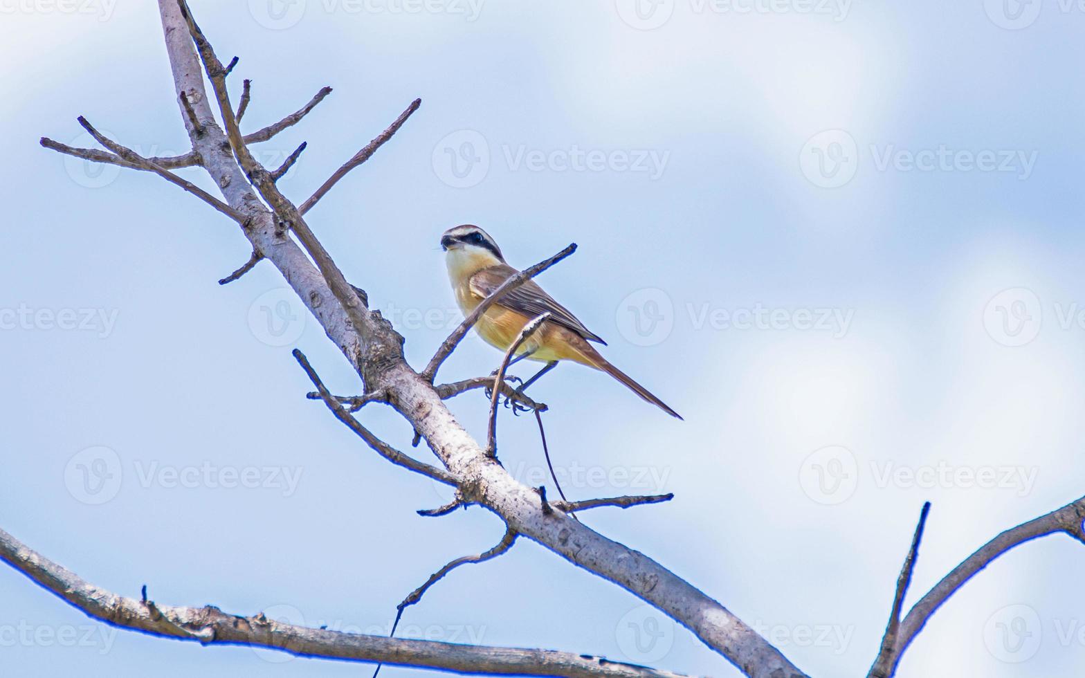 actuación en "The Shrike" marrón posado en una rama seca foto