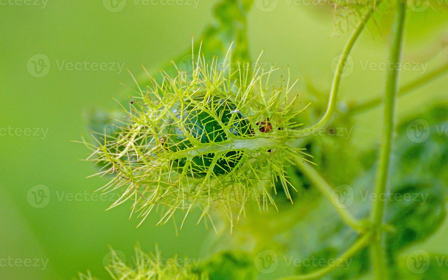 el fruto de la flor de la pasión fétida, la flor de la pasión de la fruta escarlata en el fondo verde de la naturaleza foto