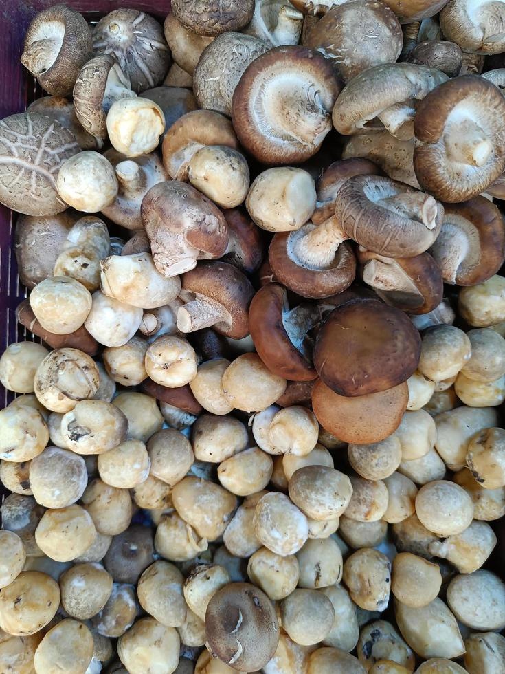 champiñones frescos en el mercado de agricultores. alimento. shiitake, champiñón de paja foto