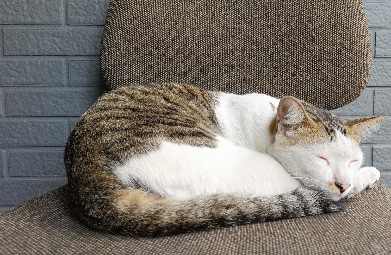 el gato duerme tranquilo y relájate en la silla de color gris foto
